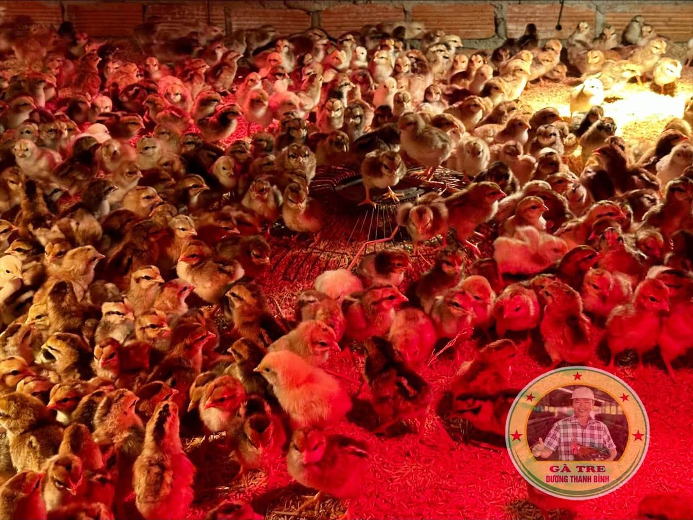 Gà tre giống trong quây úm